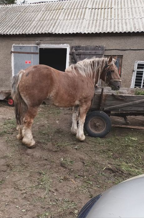 Sprzedam klacz zimnokrwistą