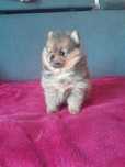 Szpic miniaturowy pomeranian Piękna suczka