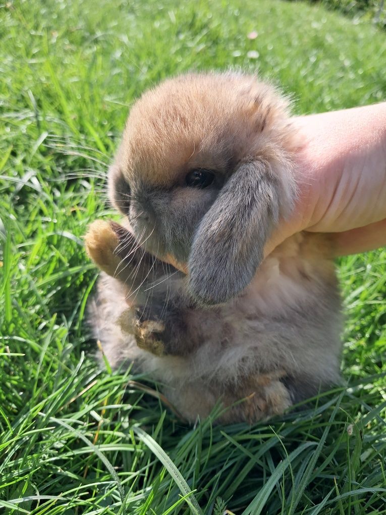 Króliki baranki mini lop