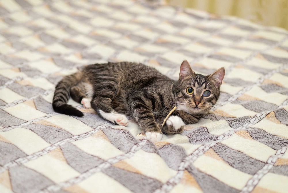 Котик Масік шукає родину