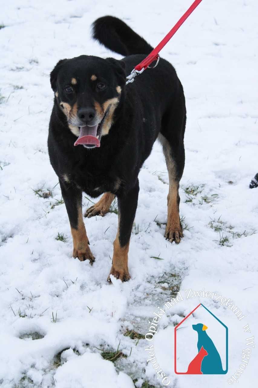 WESOŁY, towarzyski, przesympatyczny DINGO - kocha ludzi - adoptuj !!!