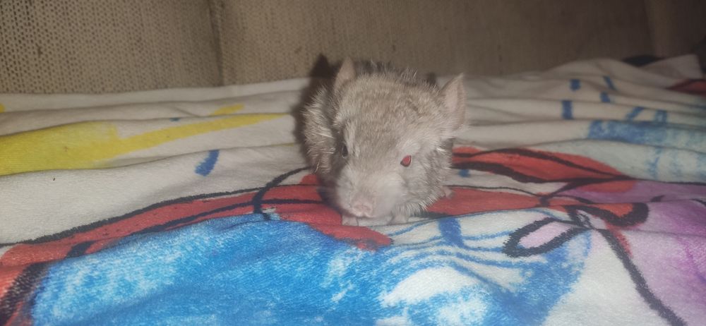 Szynszyle koloru szarego