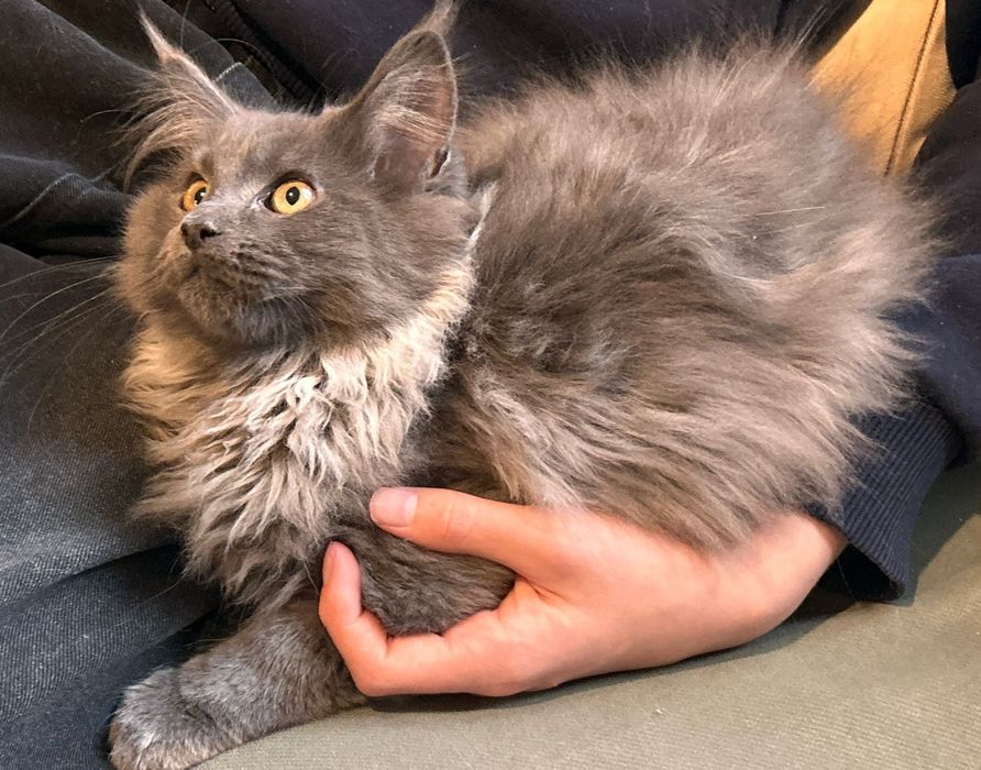 Piękny kocurek OREO Maine coon