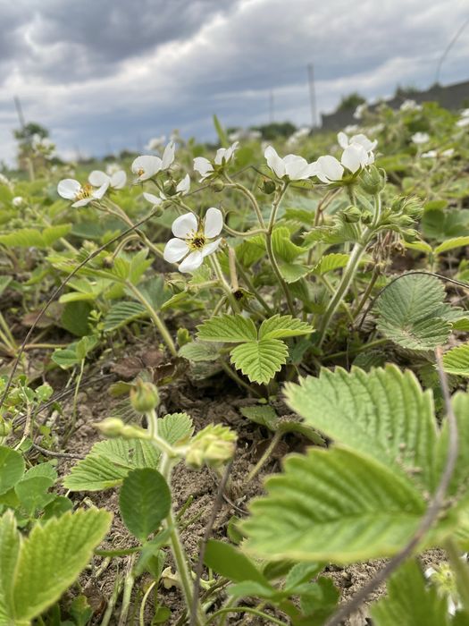 Суниця грунтопокрівна ремонтантна полуниця