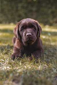 Labrador retriever chłopiec