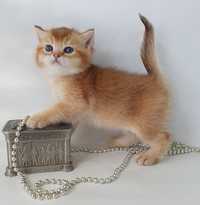 Лялюшная золотая мордашка британский котик апельсинчик. Котята Киев
