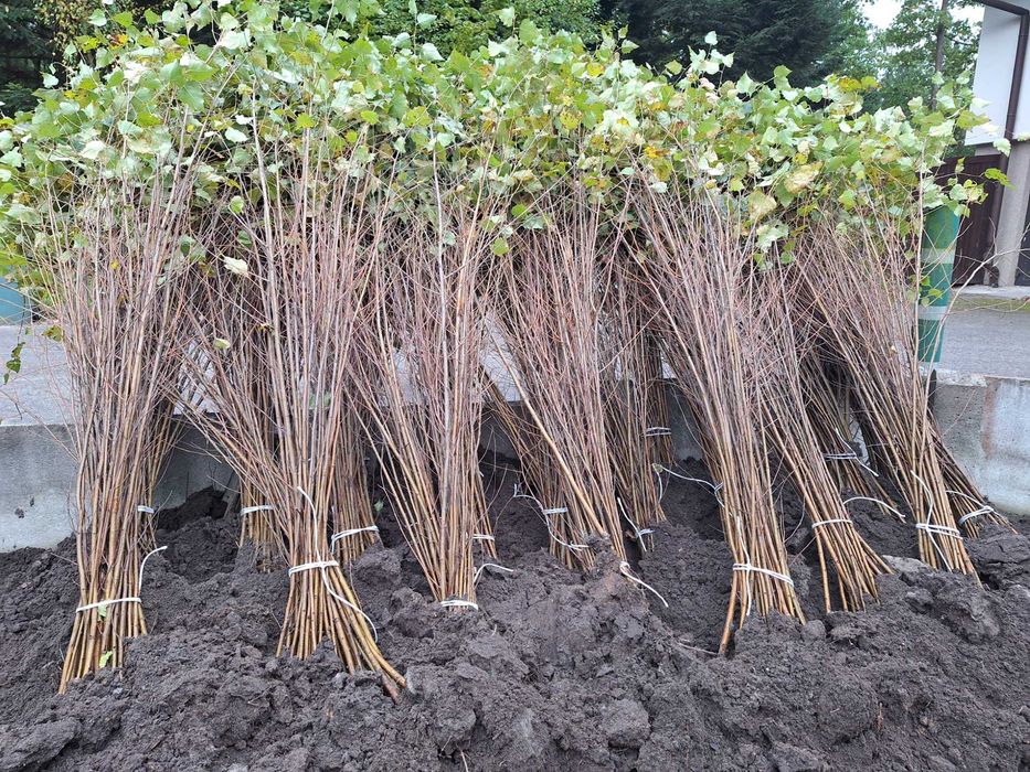 Sadzonki Brzoza PRODUCENT oraz wiele innych gatunków grab sosna świerk