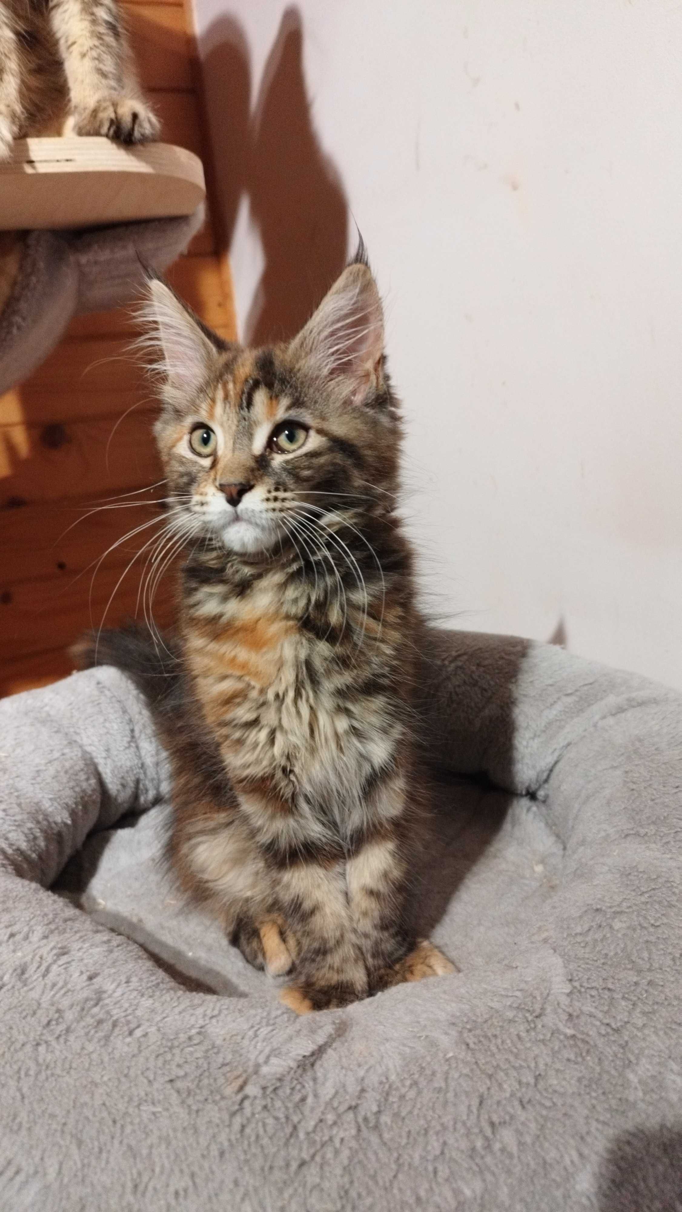 Koteczka Zosia Maine coon