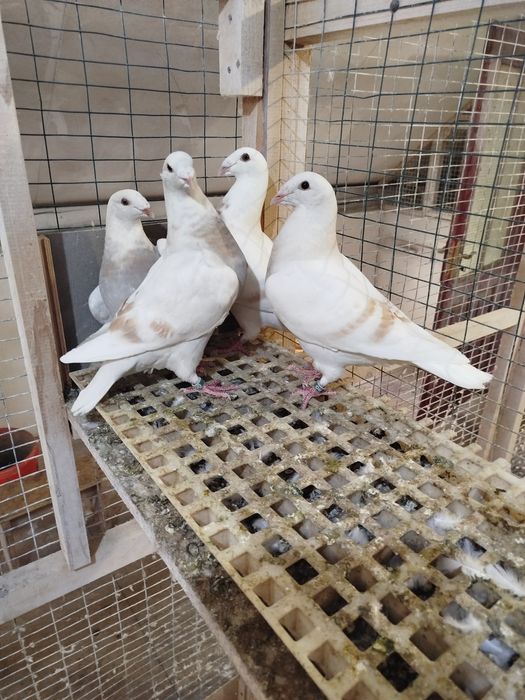 Птахи декоративні