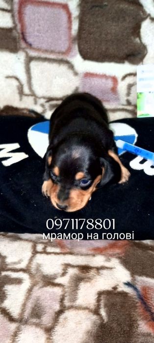 Мініатюрні чистокровні мраморні такси