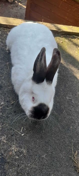 KUNA Wielka Brązowa i Niebieska