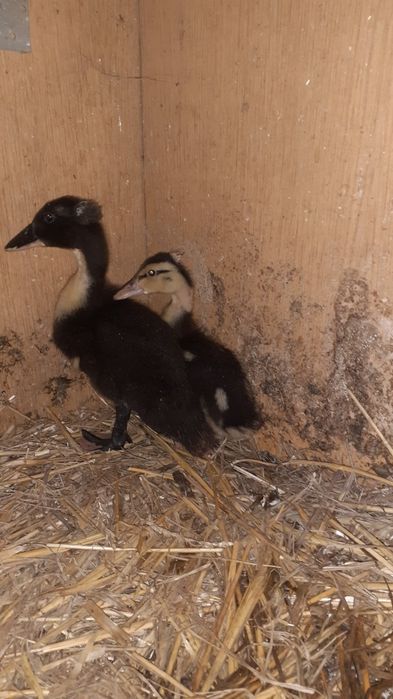 Kaczuszki dworka i staropolska