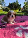 Cavalier King Charles Spaniel ZKwP