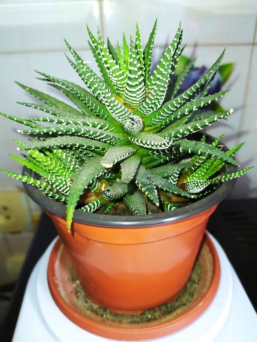 Хавортия полосатая (Haworthia fasciata)