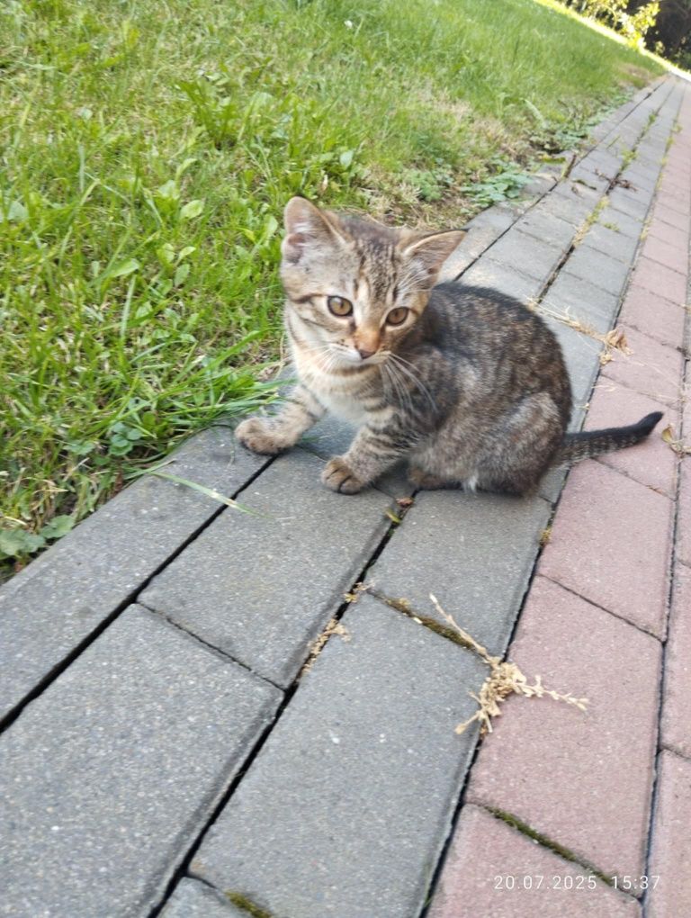 Oddam kotkę w dobre ręce