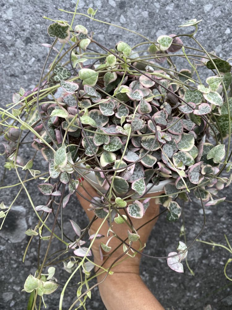 Церопегія Вуду варієгатна , Ceropegia Woodi