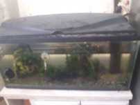 Vendo aquario 80×30×40
