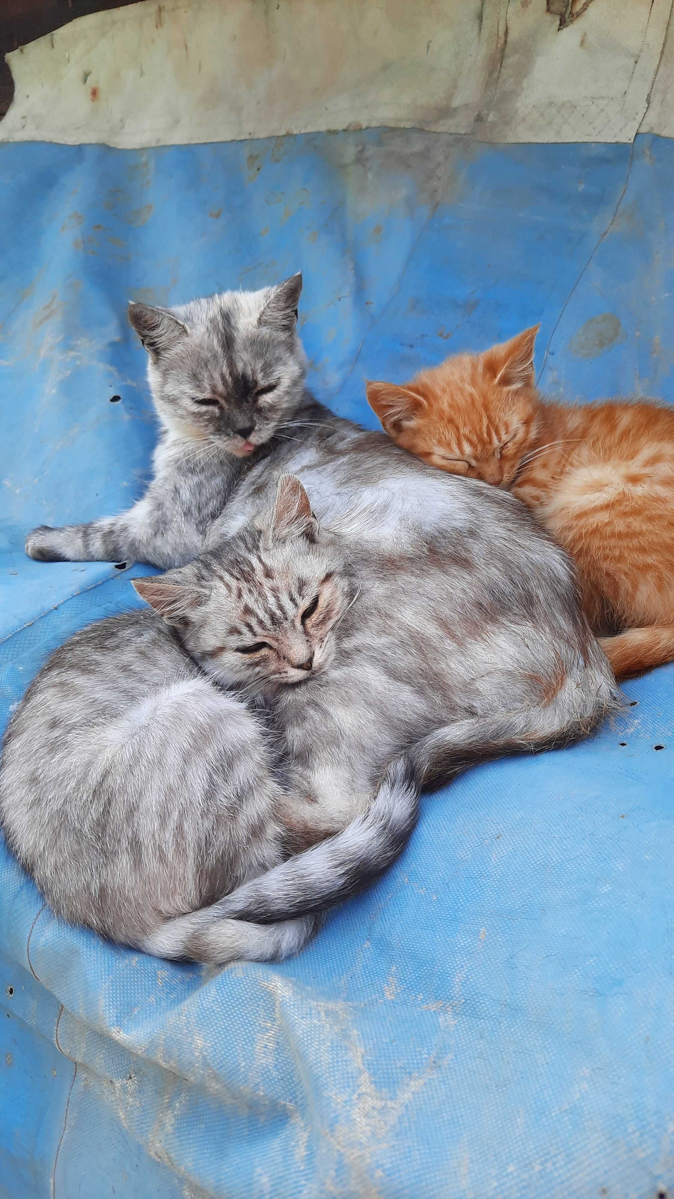 Чудові кошенята шукають родину