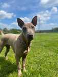 Thai Ridgeback Dog
