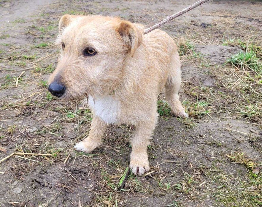 Kremuś ok 2 let wyjątkowy pies czeka na adopcję  Bezd.Szuk.Dom.