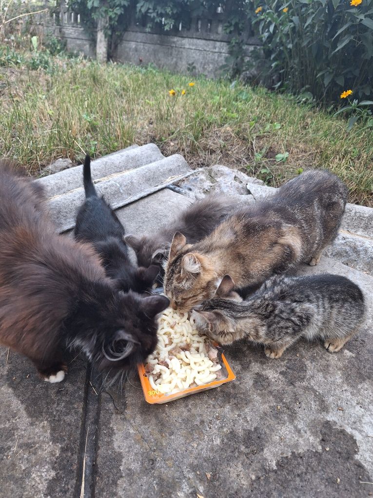 Котята бесплатно каменское