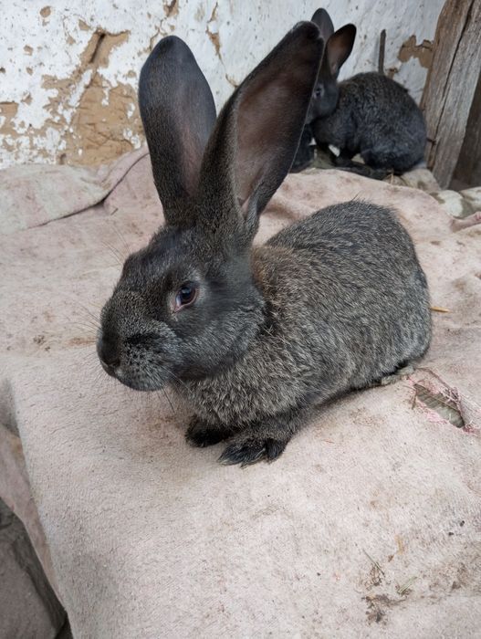 Кролики різного віку.