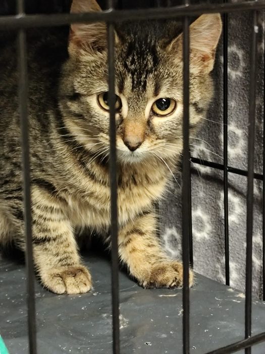 Klasyczne buraski do adopcji