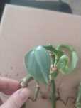 Filodendron silver queen sadzonki