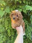 Cavapoo szczenie pudel toy i cavalier charles spaniel
