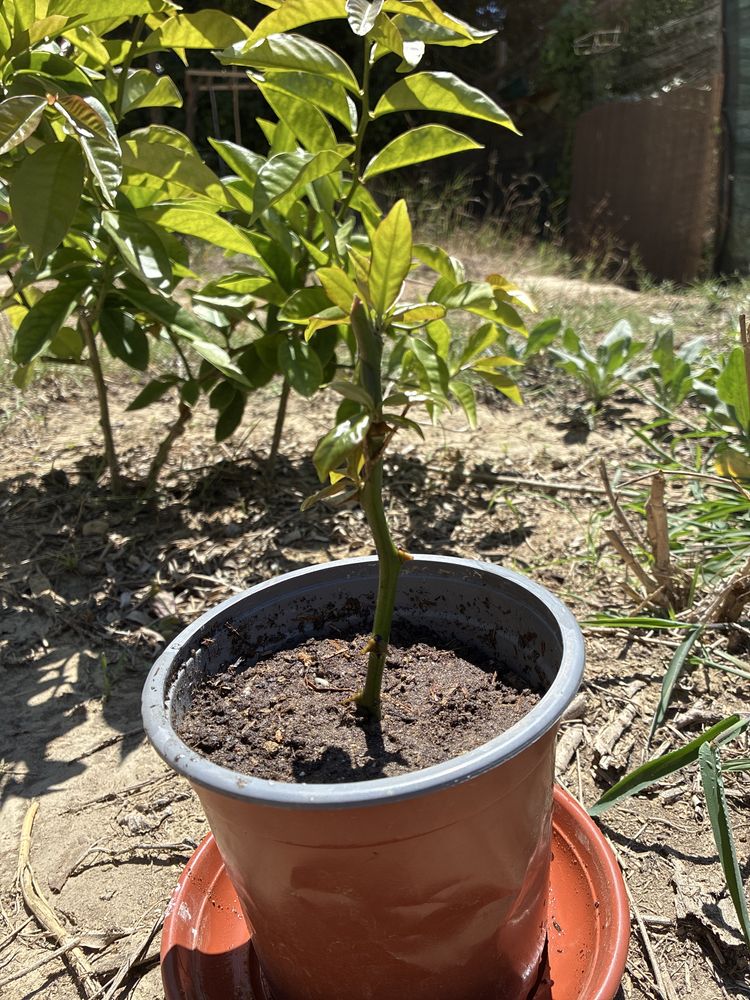 Muda de Ora-pro-nóbis (Pereskia aculeata) – A Planta Supernutritiva!