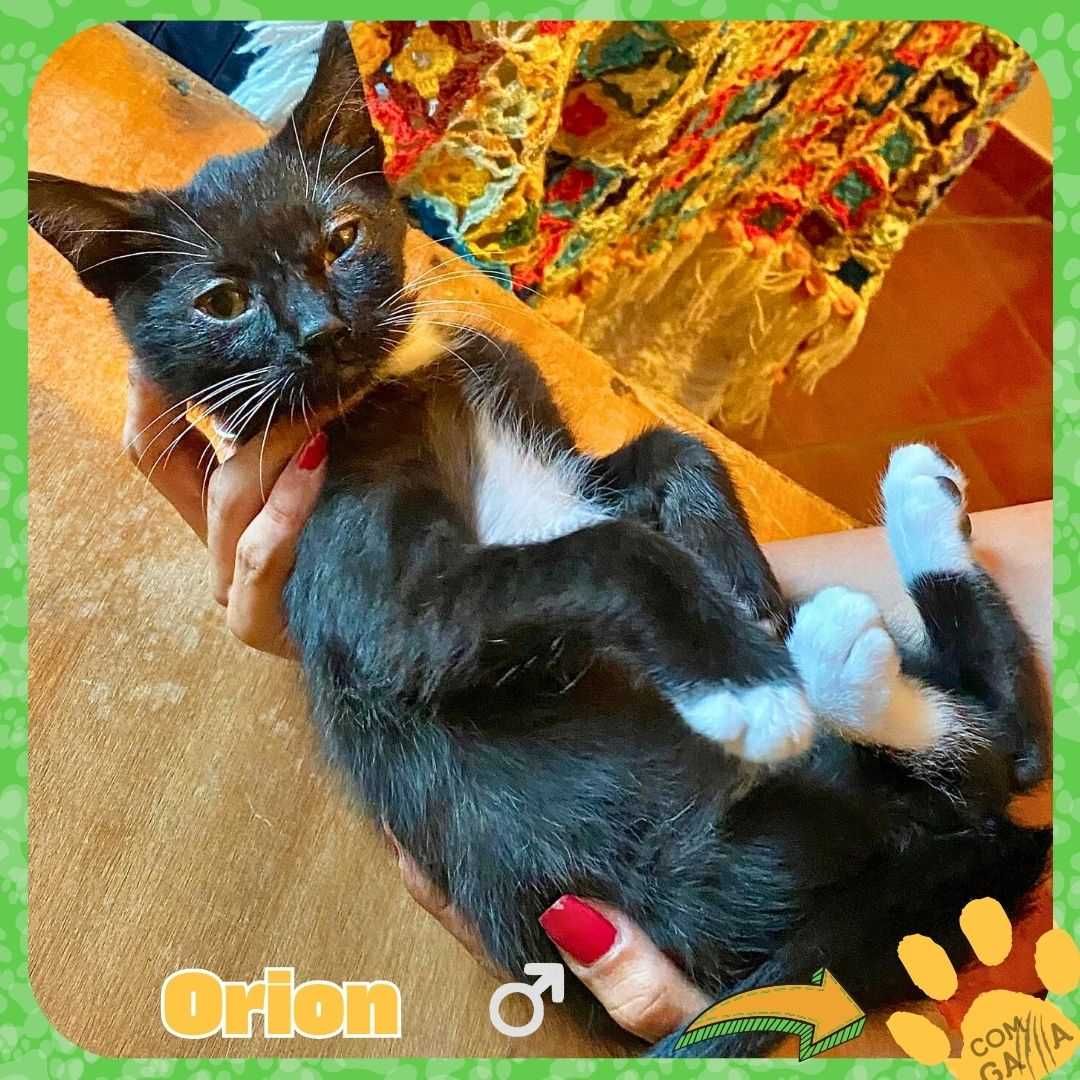 Gatinhos para adoção - Orion e Cassie
