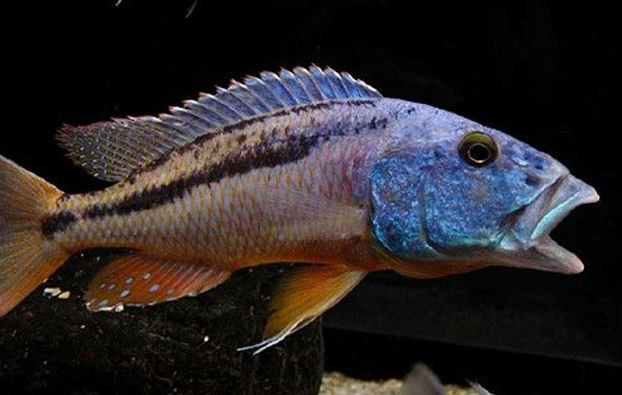 Aristochromis christyi - Pyszczak - Pyszczaki - dowozimy, wysyłamy