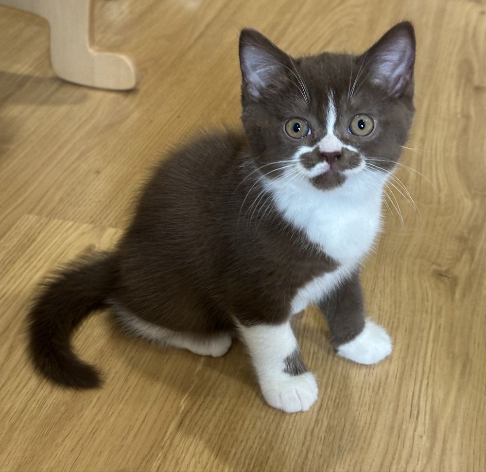 Macho British Shorthair com LOP