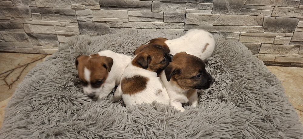 Szczenię jack Russell terrier z metryką