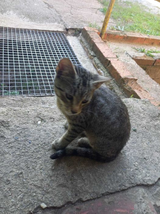 Do adopcji śliczny kocurek