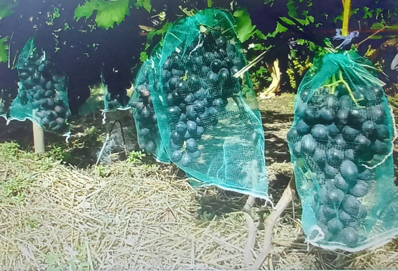 Саджанці винограда. Також є засоби для захисту, мішечки від шкідників
