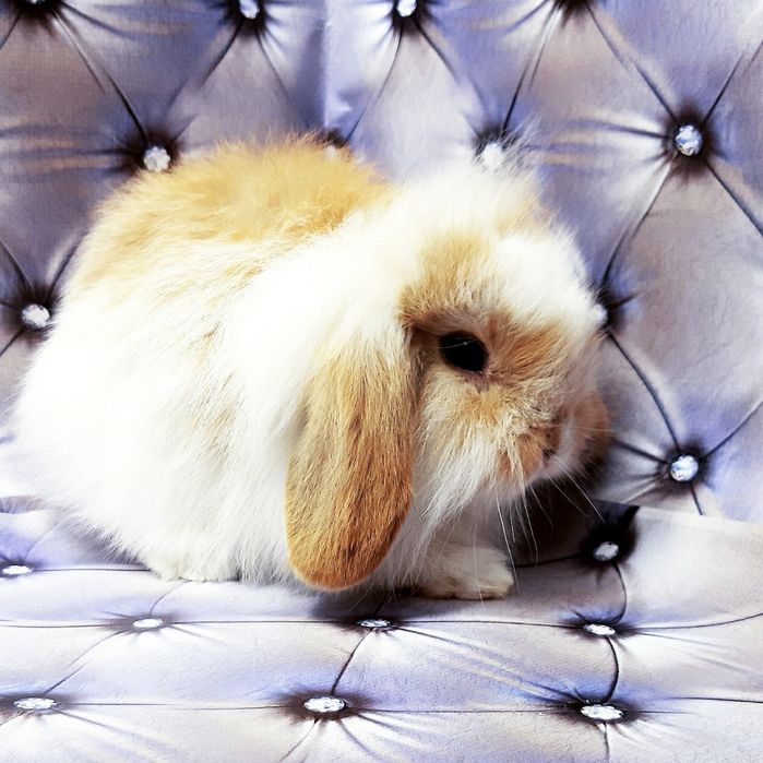 Карликовые супер мини кролики декорат.торчеухие и вислоухие крольчата