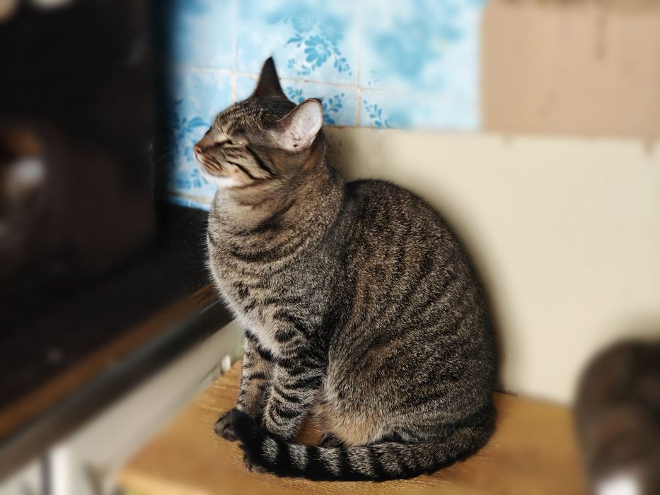 Зеленоглазая красавица Холли! 1,5 года, стерилизована( кот, кошка)