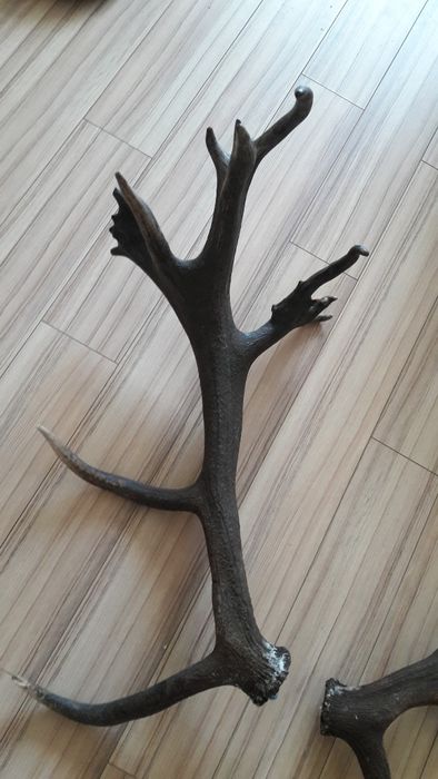 Роги продам не дорого 120см