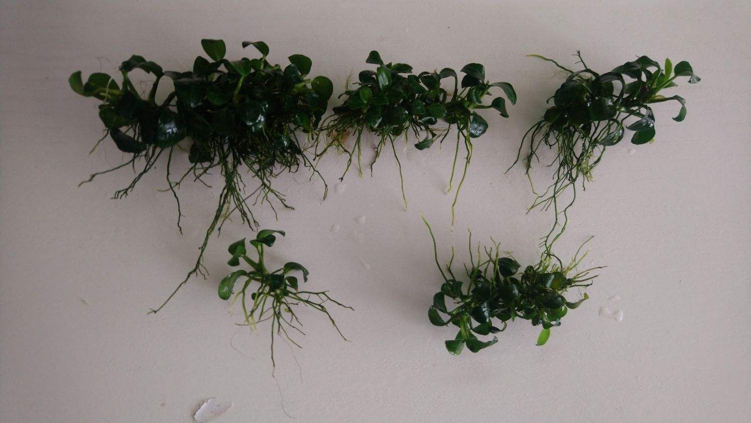 Anubias nana mini