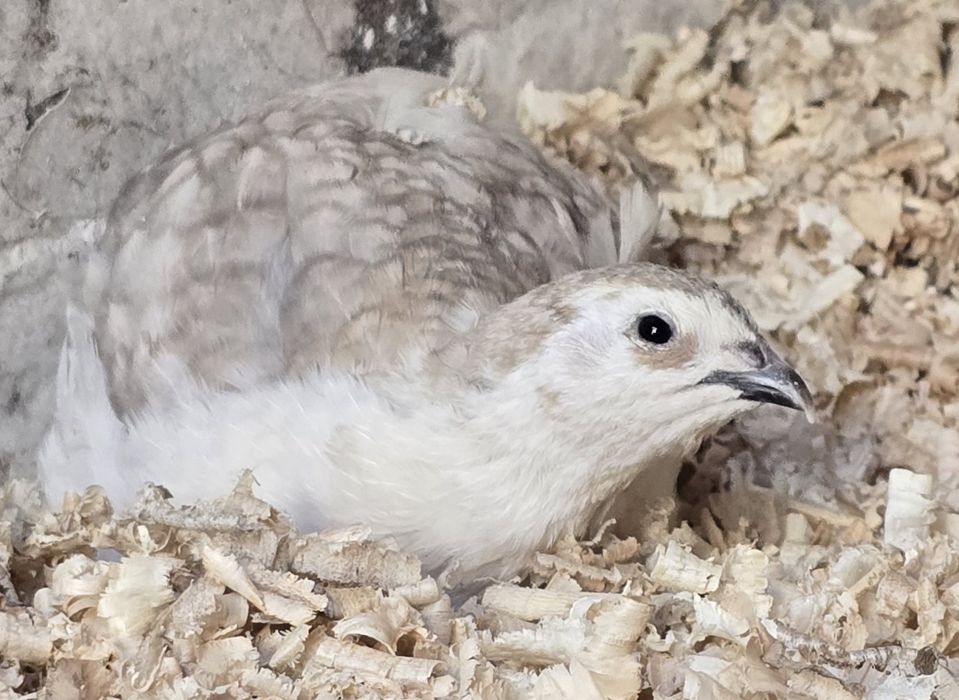 Jajka lęgowe przepiórek japońskich