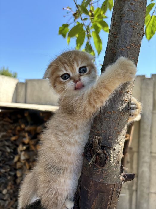 Золота шиншила