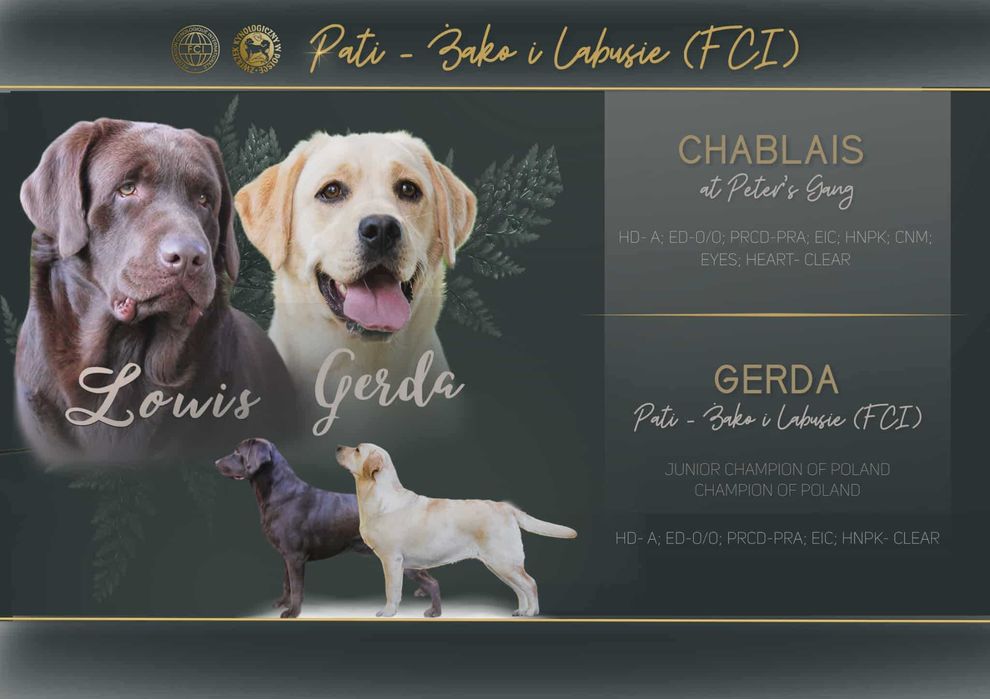 Labrador Retriever  (FCI) -biszkoptowy