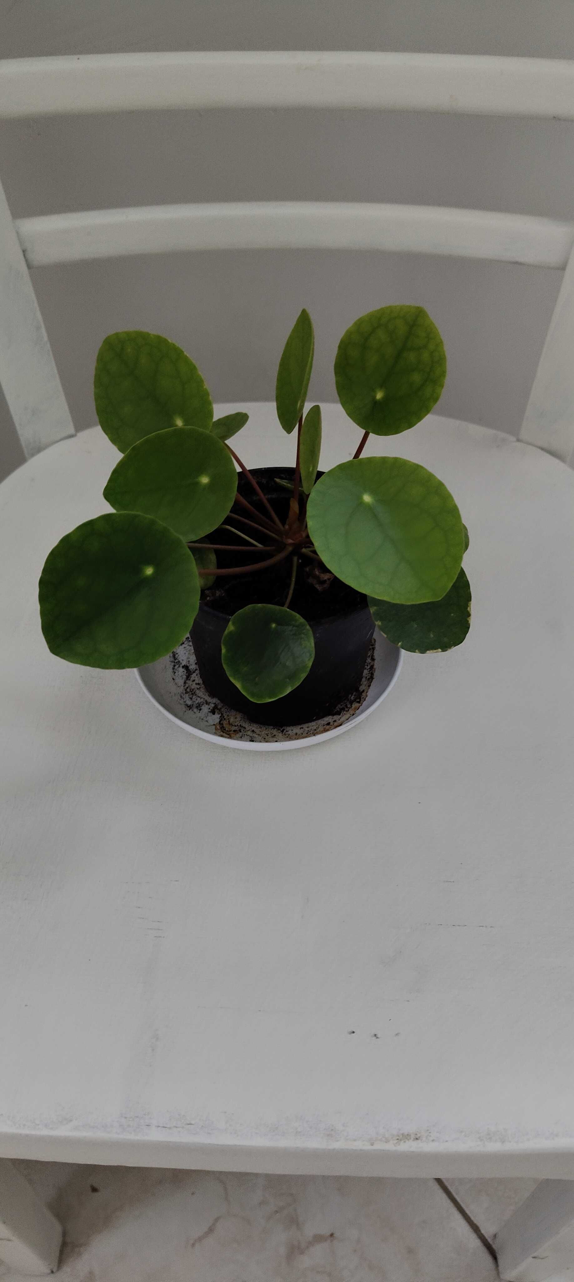 Kwiat pilea pieniążek