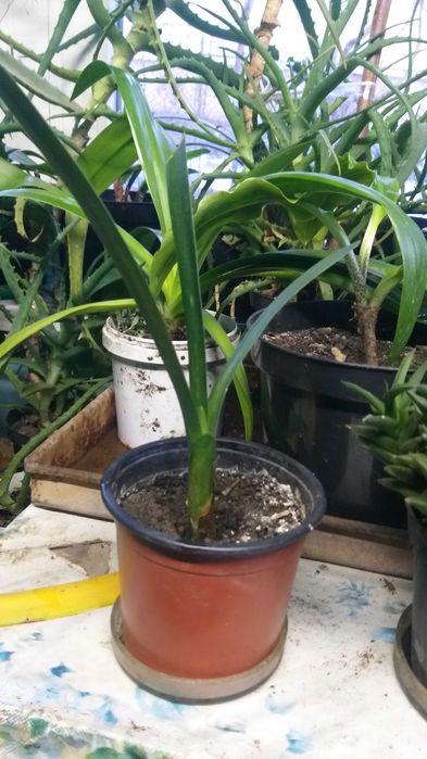 Кливия, клівія, валлота, аммариліс, аммарилис