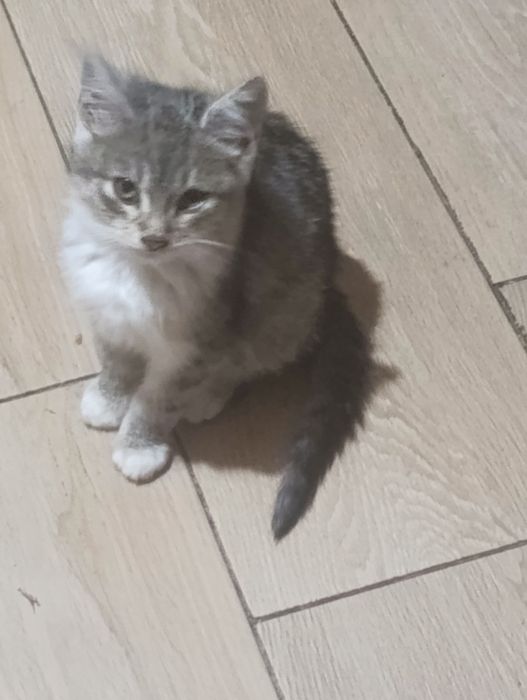 Віддам котика в хороші руки