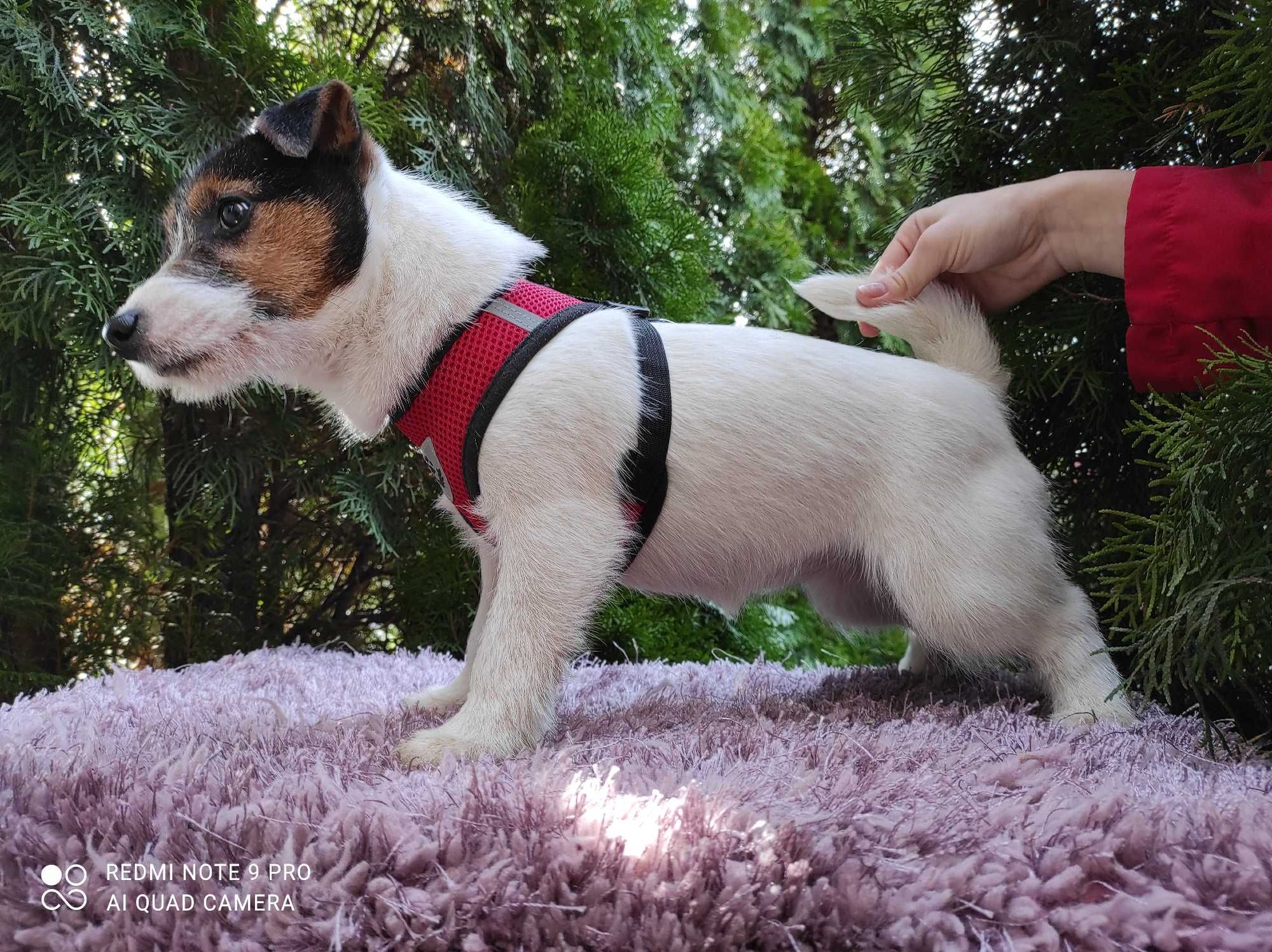 Jack Russell Terrier - SUNIA ,