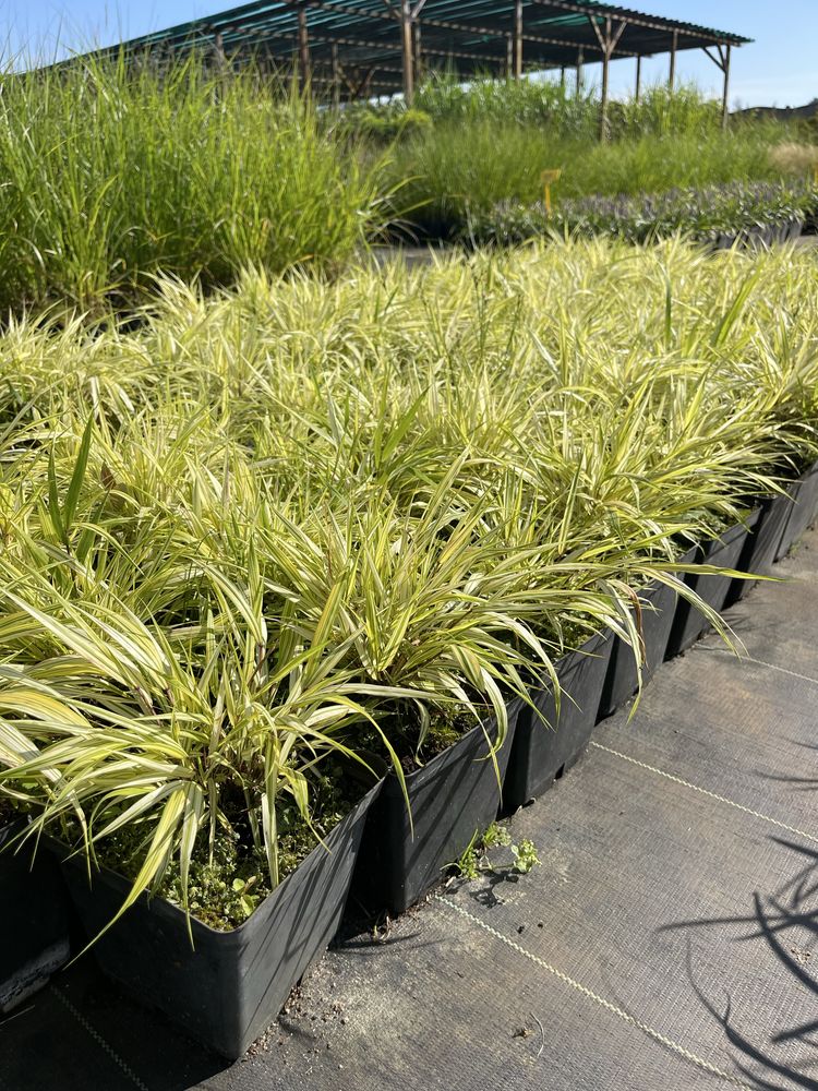 Trawa Bambusowa Hakonechloa Aureola cena 30 zł