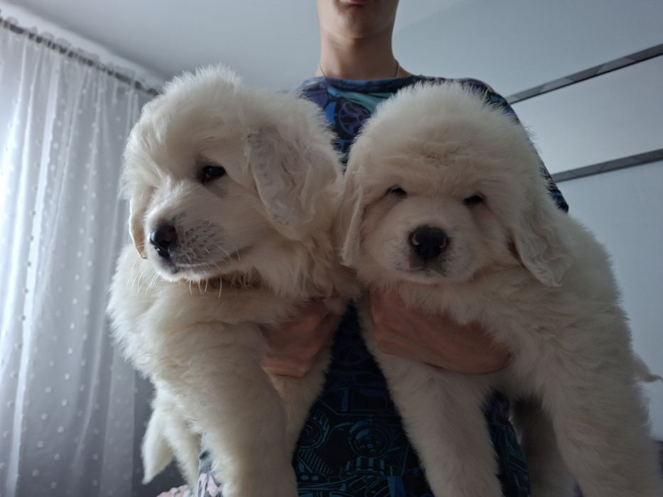 Szczeniak Owczarka Podhalańskiego