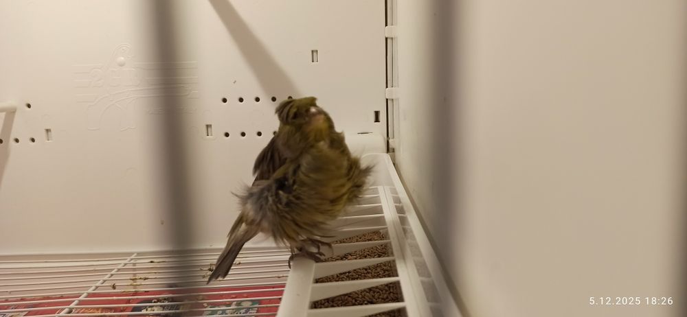 Kanarek kendeżawy Mehringer samiczka 2025 zielona